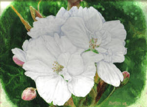 CherryBlossom.jpg